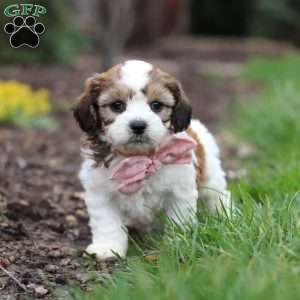 Darla, Cavachon Puppy